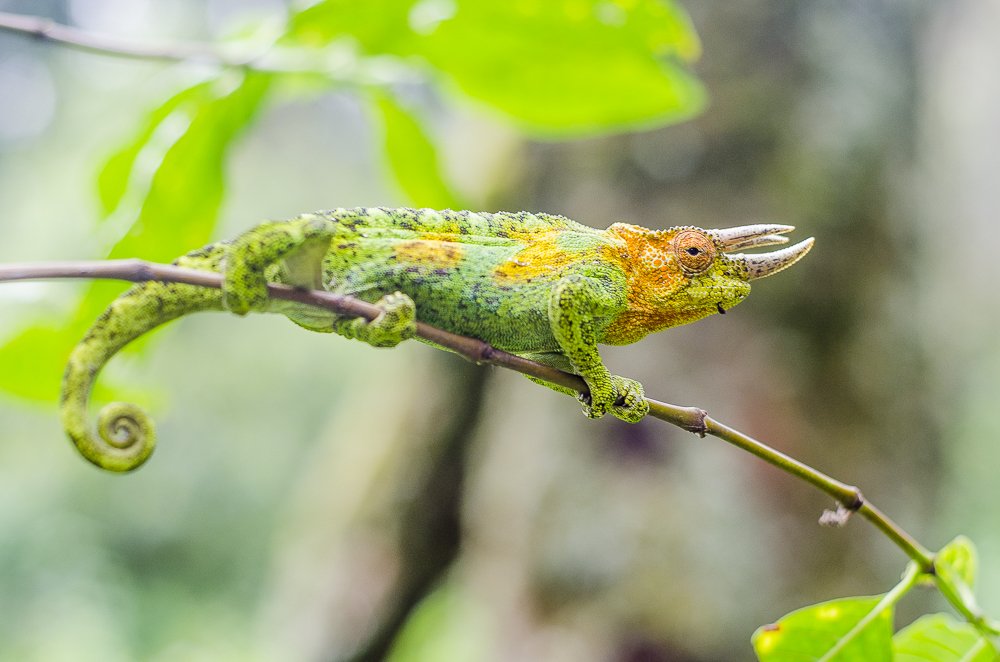 Parque nacional de los Montes Ruwenzori