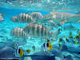 Snorkeling in Bora Bora