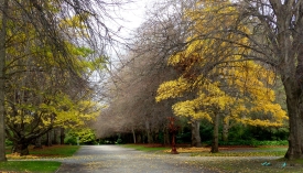 The Christchurch Botanic Gardens