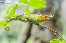 Three horned chameleon at Rwenzori mountains National Park