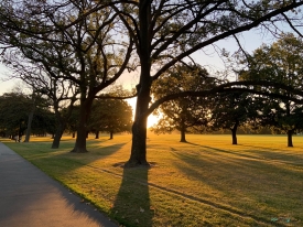 blossom in Hagley Park Christchurch .jpeg