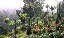 bujuku valley Rwenzori Mountains National Park