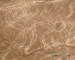 lineas nazca mono