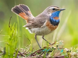 national bird of Ukraine symbol of Crimea